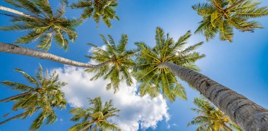 Mavi gökyüzüne bakan yüksek palmiye ağaçlarına alçak açılı bir bakış..
