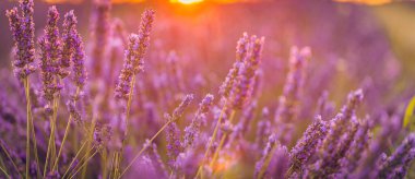 mor lavanta, parlak mavi gökyüzünün altında ince bulutlu kırsal alanlar.