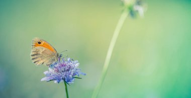 Küçük kelebek bulanık arka planda bir çiçeğin üzerinde duruyor. 