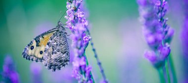 Küçük sarı bir kelebek mor bir lavanta kazığının üzerinde yumuşak, mavi ve mor bir zemin üzerinde duruyor..