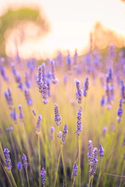Uzun lavanta çiçekleri sığ bir tarla derinliğine sahiptir..