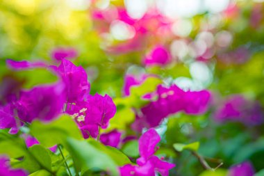 Yumuşak bir odak noktası parlak bir güneş ışığıyla aydınlatılmış canlı morumsu bougainvillea çiçekleri ve yeşil yaprakları yakalar..