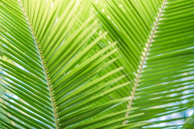 Ormanlarda egzotik bitki örtüsü. yemyeşil palmiye yaprakları.