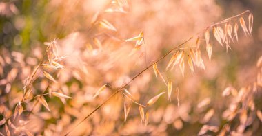 Tohum kafalar çimenlerin üzerinde sıcak, yumuşak öğleden sonra güneşiyle yıkanır..