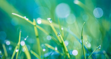 Arka planda bulanık parlak bokeh ışıkları ile çiğ damlaları ile kaplı çimen yapraklarının yakın görüntüsü.