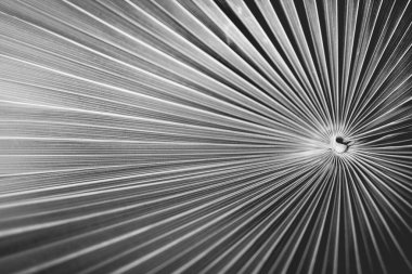 Bir palmiye yaprağının tek renkli görüntüsü, yayılan çizgiler, soyut ve kalın bir desen oluşturuyor..