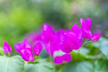 Yumuşak bir odak noktası. Pembe yapraklı canlı morumsu bougainvillea çiçekleri. 