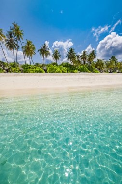Maldivler. Kristal berrak su, beyaz kum ve palmiye ağaçları olan tropik plaj .