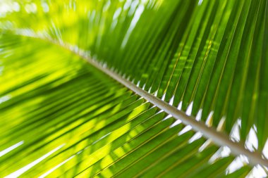 yemyeşil palmiye yaprağını kapat