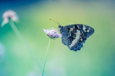 Yumuşak ve bulanık bir arkaplan üzerinde kelebek.