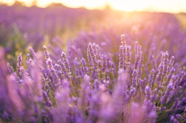 mor lavanta sıraları. çiçek açan alanlar 