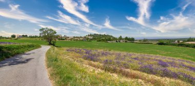 mor lavanta sıraları. çiçek açan alanlar 