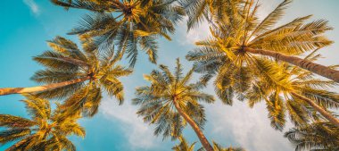 Mavi ve puslu gökyüzüne bakan yüksek palmiye ağaçlarına alçak açılı bir bakış..