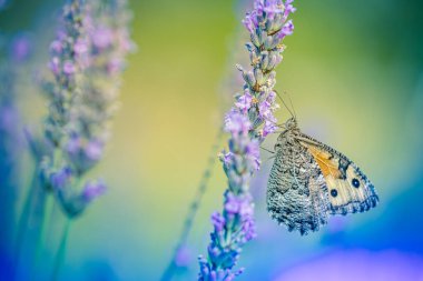 Küçük sarı bir kelebek mor bir lavanta kazığının üzerinde yumuşak, mavi ve mor bir zemin üzerinde duruyor..