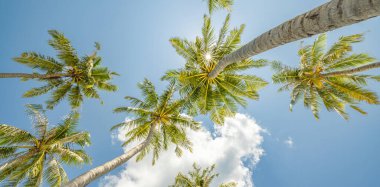Mavi gökyüzüne bakan yüksek palmiye ağaçlarına alçak açılı bir bakış..