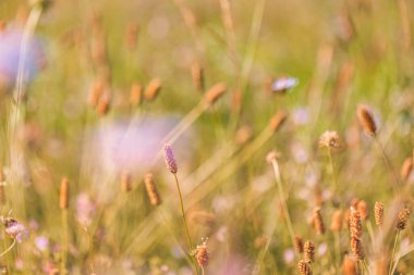 Öğleden sonra güneş tohum başlarını sıcak, yumuşak bir ışıltıyla çimenlerin üzerinde yıkar..