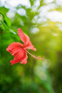Parlak yeşil bir zemin üzerine kurulmuş, uzun bir çadırı olan kırmızı amber çiçeği..