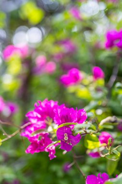 Yumuşak bir odak noktası. Pembe yapraklı canlı morumsu bougainvillea çiçekleri. 