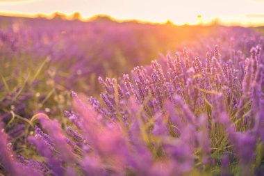 parlak mavi gökyüzünün altında ince bulutlu mor lavanta tarlaları