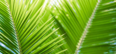 Ormanlarda tropik bitki örtüsü. yemyeşil palmiye yaprakları.