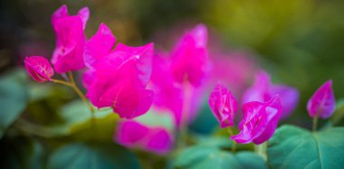 Yumuşak bir odak noktası. Pembe yapraklı canlı morumsu bougainvillea çiçekleri. 