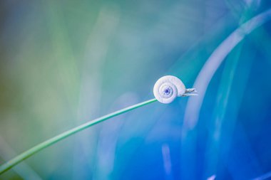 Sarmal kabuklu küçük beyaz bir salyangoz mavi ve yeşil ışıkta yavaşça çimlerin üzerinde sürünür..