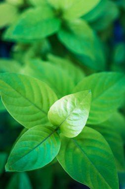 Yeşil damarları olan canlı bitkiler. 