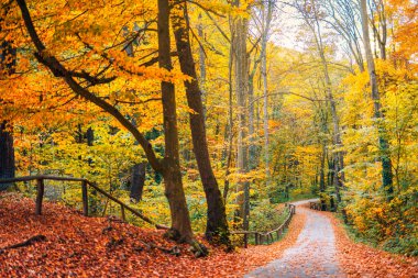 Parlak turuncu ve sarı sonbahar ağaçlarının arasından süzülen güneşli orman yolu..
