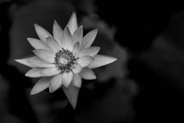 Nilüfer çiçeğinin bulanık arkaplanı 