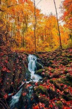 Küçük şelale, ormandaki canlı sonbahar yapraklarıyla çevrili yosunlu kayaların üzerinde çağlıyor. .