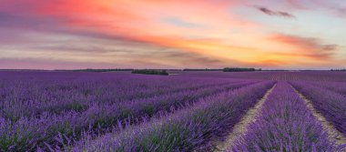 mor lavanta sıraları. Çiçekli tarlalar ve günbatımı gökyüzü