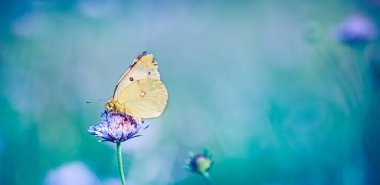 Küçük kelebek bulanık arka planda bir çiçeğin üzerinde duruyor. 