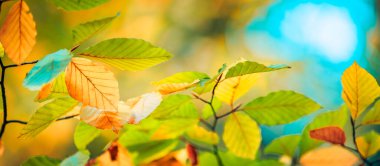 Canlı sonbahar ağaçları, dallardaki parlak yapraklar. 