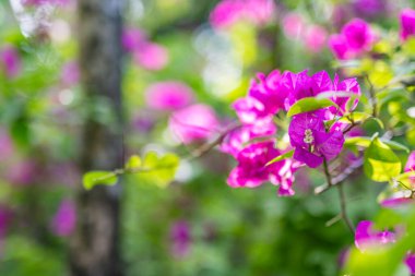 Yumuşak bir odak noktası. Pembe yapraklı canlı morumsu bougainvillea çiçekleri. 