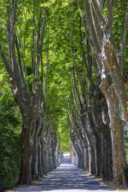 Uzun ve yapraklı ağaçlardan oluşan dramatik bir caddeye çıkan düz bir yol. .