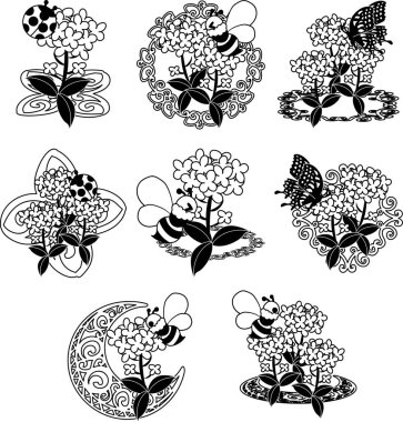 Güzel Brassica 'nın çizimi