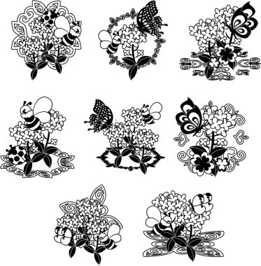 Güzel Brassica 'nın çizimi