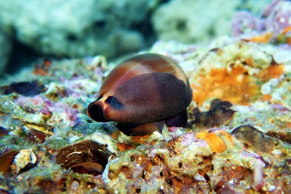 Mediterranean Sea Snail Shell Mollusk Luria Lurida — Stock Photo, Image