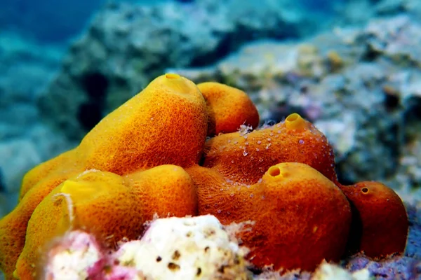 Spugna Mediterranea Gialla Dorata Aplysina Aerophoba — Foto Stock