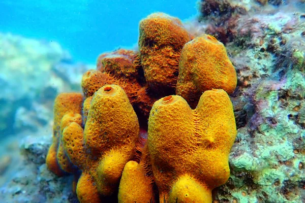 Yellow Golden Tube Mediterranean Sponge Aplysina Aerophoba — Stock Photo, Image