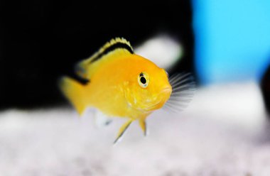 Elektrik Sarı Afgan Cichlid - (Labidochromis caeruleus)