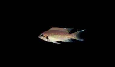Brichardi Cichlid, Albino Afrikalı Prenses balığı - (Neolamprologus brichardi) 