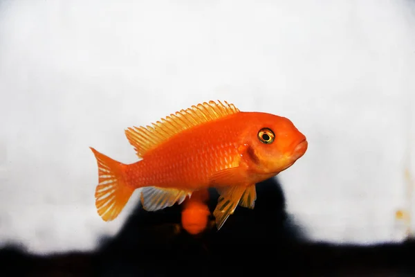 Красная Зебра Afican Cichlid Maylandia Estherae — стоковое фото