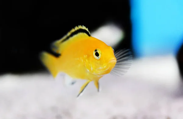 Elektrik Sarı Afgan Cichlid - (Labidochromis caeruleus)