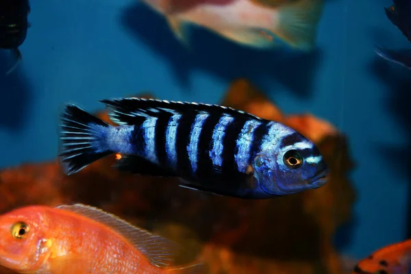 Cichlid Demanson Pseudotropheus Demasoni — Fotografia de Stock