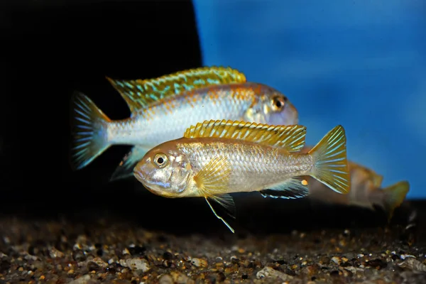 Perlmutt Cichlid Fish Labidochromis Perlmutt — Stock Photo, Image