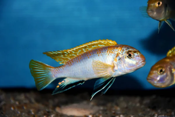 Perlmutt Cichlid Fish Labidochromis Perlmutt — Stock Photo, Image