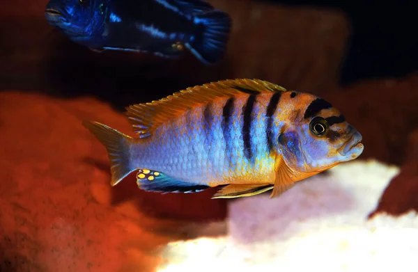 Red Top Hongi Cichlid Labidochromis Hongi — Stock Photo, Image