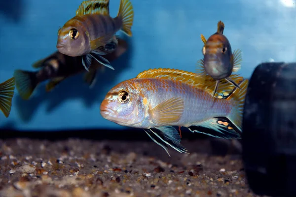 Perlmutt Cichlid Fisk Labidochromis Perlmutt — Stockfoto