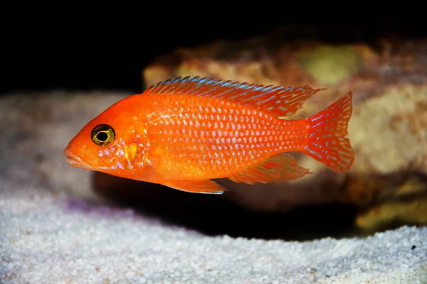 Röd Zebra Afican Cichlid Maylandia Estherae — Stockfoto